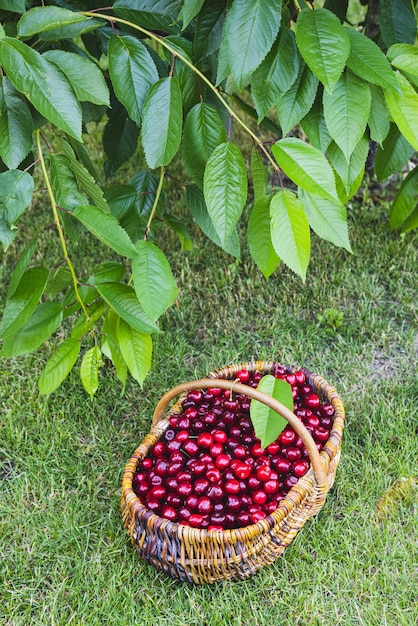 Lekkere kersen in een houten mandmand met verse rijpe kersen in een tuin