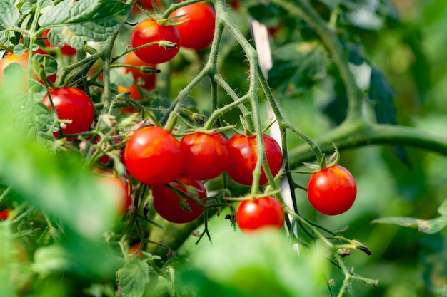 Lekkere Lekkere Tomaten