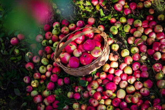 Lekkere rode appels in de mand in de tuin op zonnige dag