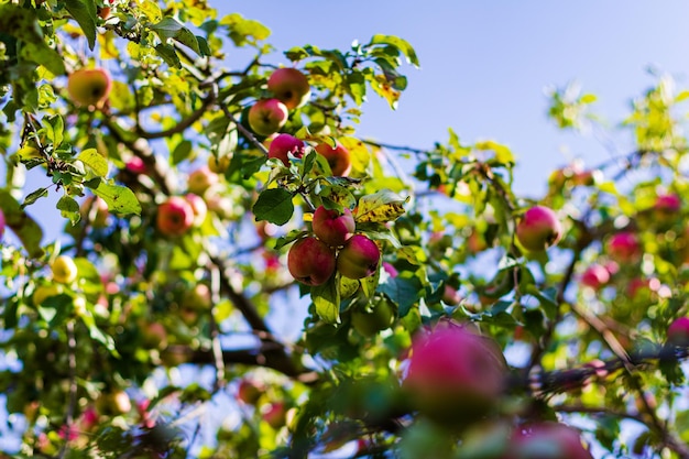 Lekkere rode appels op appelboom