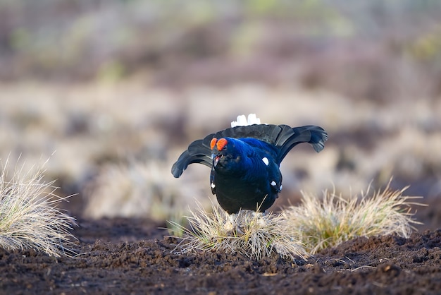 Lekking black grouse on swamp ready for fighting spring colors of moors with black grouse blackcock black grouse lek banner