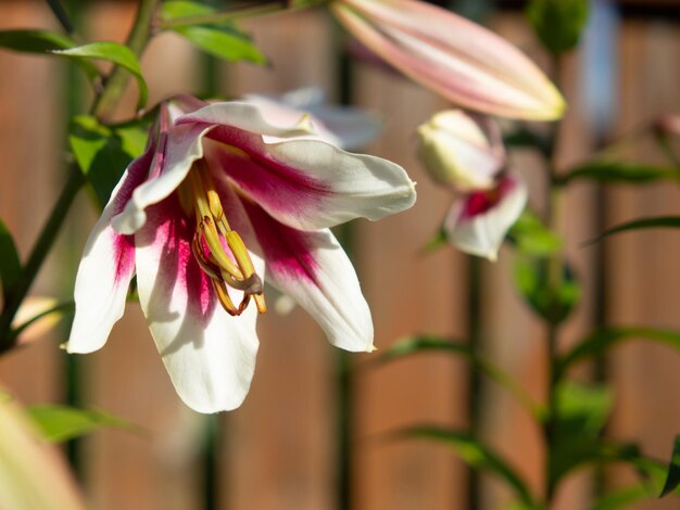 Lelie 'Flashpoint' met bordeauxrode bloemen met witte randprachtige lelies voor kaart en achtergrond