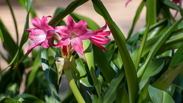 Lelie, mooie roze lelies in de ochtendzon in het voorjaar in brazilië, selectieve focus.