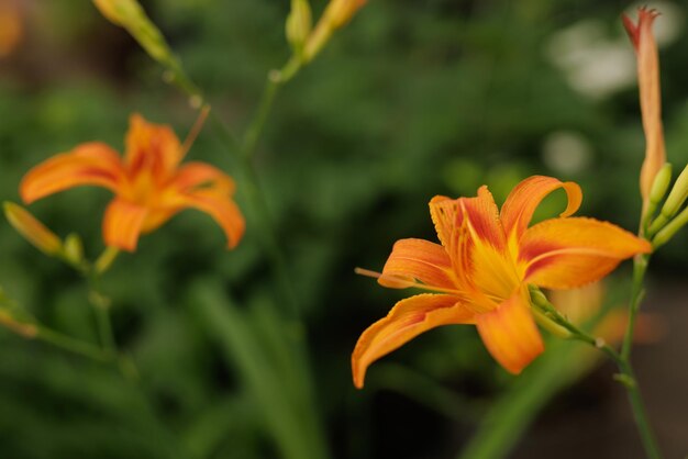 Lelie oranje met dauwdruppels close-up