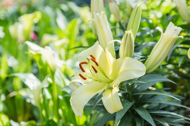 Leliebloem en groene bladachtergrond in tuin bij de zonnige zomer