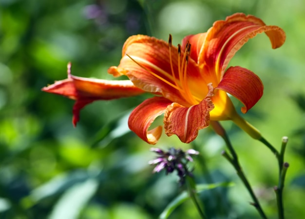 Lelieplanten die in het zomerpark groeien