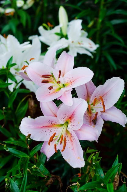 Lelies bloemen boeket in de tuin. Lente bloemen