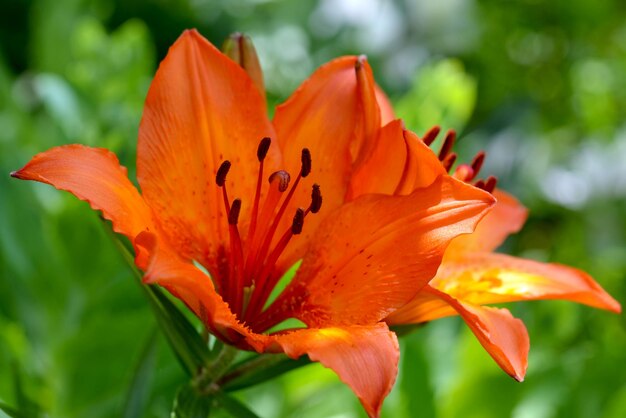 lelies lelie mooie heldere bloemen in de tuin