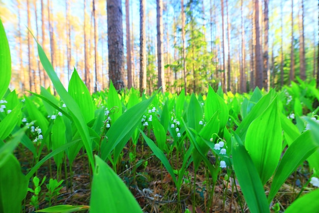 lelietje-van-dalen laat groene achtergrond, natuur verse groene tuintextuur