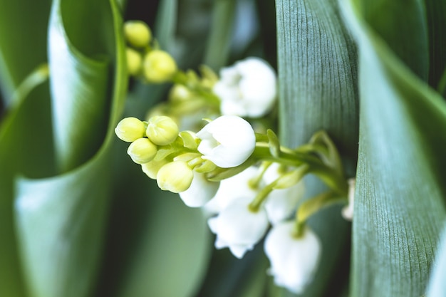 Lelietje-van-dalenbloem. Convallaria majalis. Witte klokkenbloem.