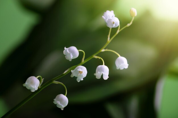 Lelietje-van-dalenbloem in de lentetuin in zonnige dag