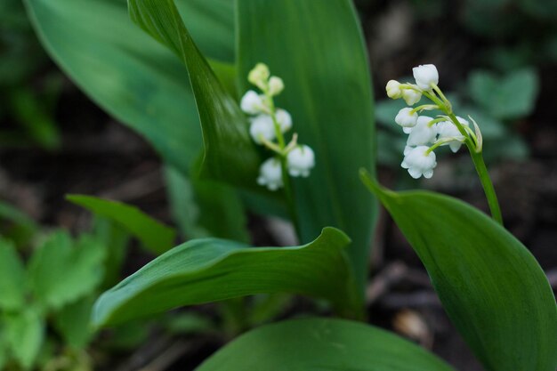 Lelietje-van-dalenbloem in de lentetuin