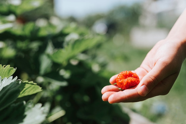 Lelijke rijpe aardbei in de hand van een kind op biologische aardbeienboerderij