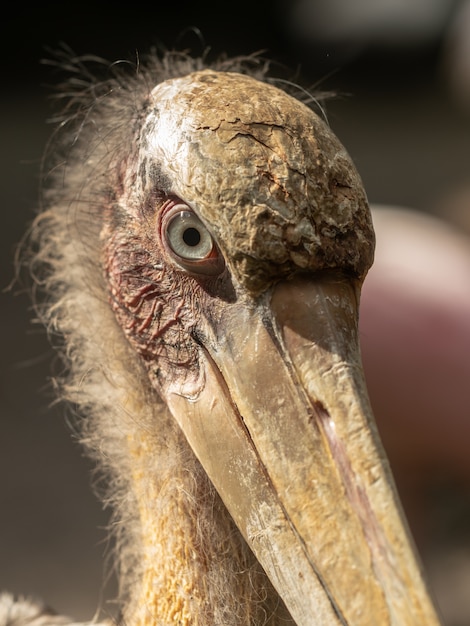 Lelijke, sceptisch ogende vogel, maraboe-ooievaar, leptoptilos crumenifer, close-up van het hoofd, bovenste snavel en ogen