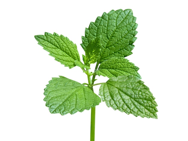 Lemon balm is used as a flavouring in ice cream and herbal teas and used in traditional medicine