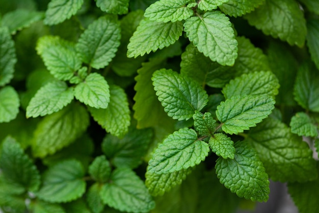 Lemon balm (melissa) herb leaves closeup