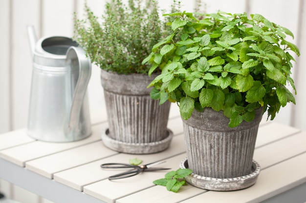 Lemon balm (melissa) and thyme herb in flowerpot on balcony