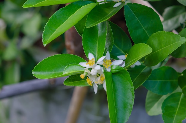 Lemon blossom on tree 