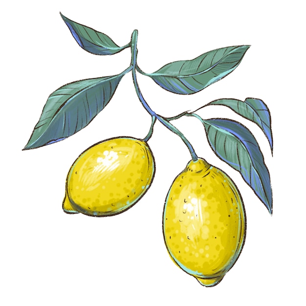 Lemon on a branch. Hand drawing illustration