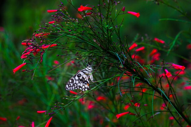 레몬나비 라임호랑이와 체크무늬호랑이 꽃 식물에 휴식을 취하는 나비