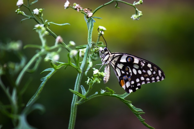 Lemon butterfly lime swallowtail and chequered swallowtail Butterfly resting on the flower plants