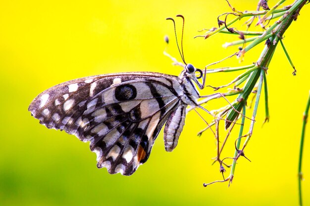 Lemon butterfly lime swallowtail and chequered swallowtail Butterfly resting on the flower plants