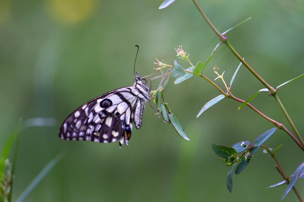 Lemon butterfly lime swallowtail and chequered swallowtail Butterfly resting on the flower plants