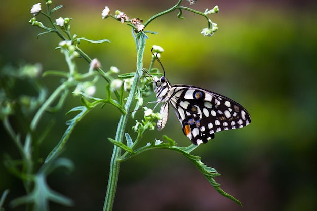 Lemon butterfly lime swallowtail and chequered swallowtail\
butterfly resting on the flower plants