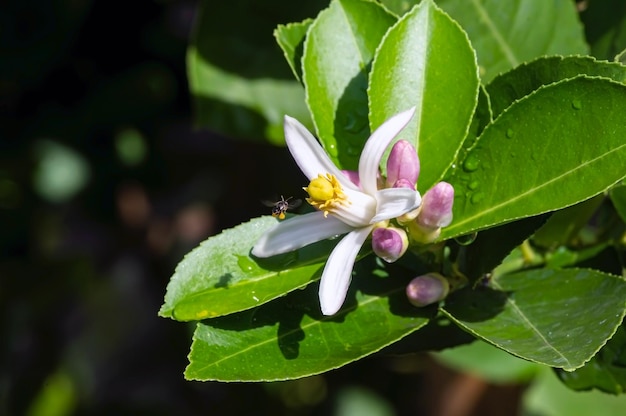 Лимон (Citrus limon) розовые белые цветы и зеленые листья