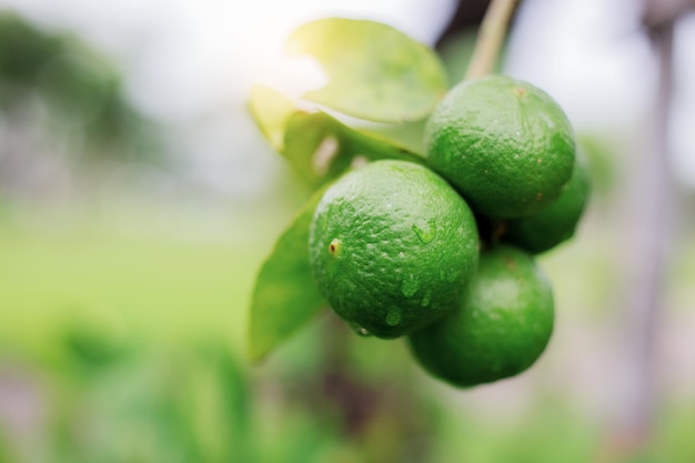 Photo lemon of droplet with sunrise