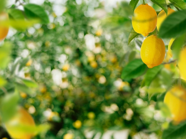 лимонная ферма