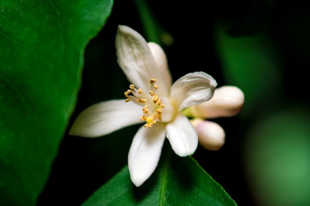 Lemon flower on a branch