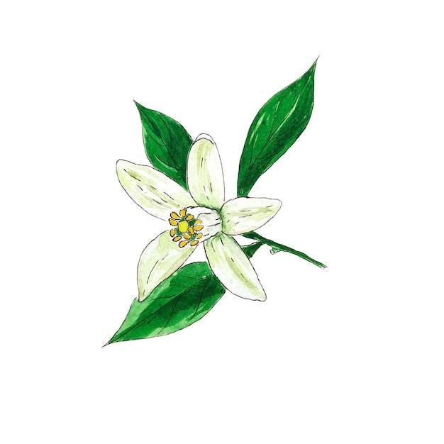 Lemon flower watercolor on white background isolated. lime flower. watercolor flower