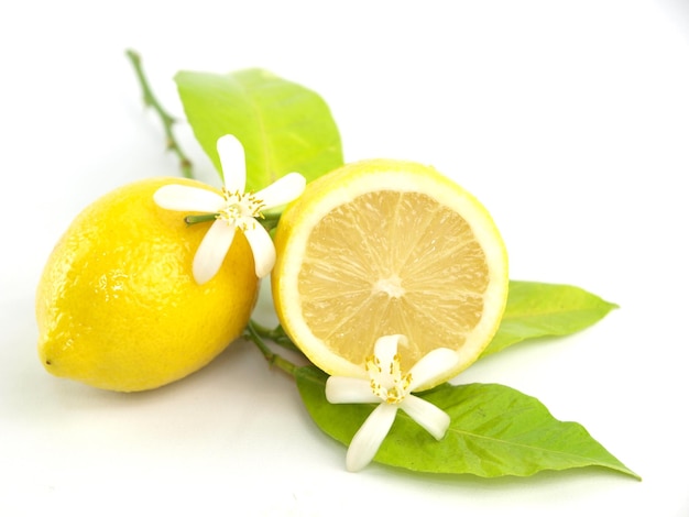 Lemon flowers and lemon fruits