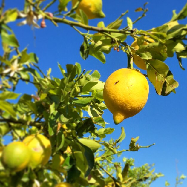 Photo lemon fruit on branch