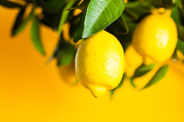 I frutti del limone si chiudono sul ramo. design del confine, parte dell'albero di limone su sfondo giallo