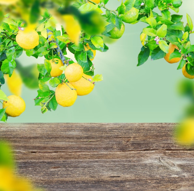 과일이 있는 레몬 정원