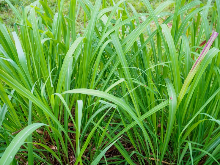 Photo レモンの草の植物の緑の葉の背景