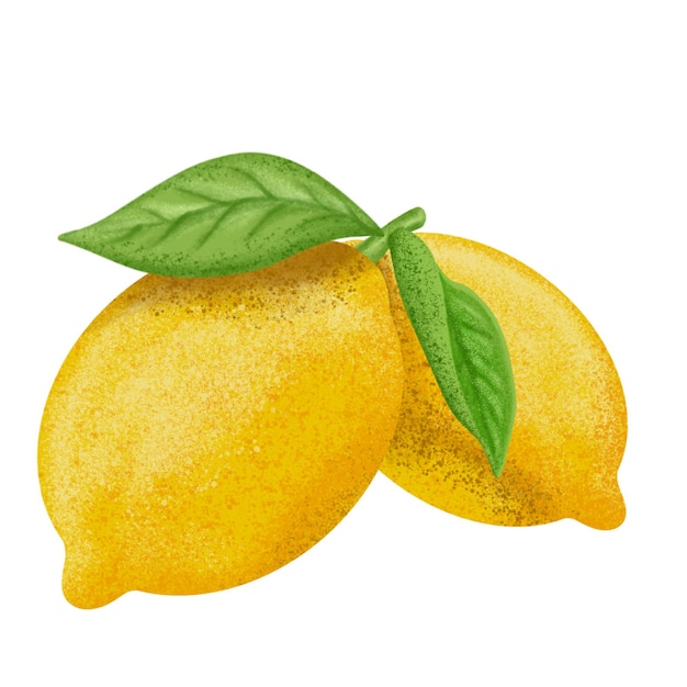 Lemon illustration color painting