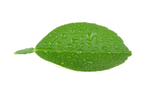 Lemon leaf with drops of water on white background