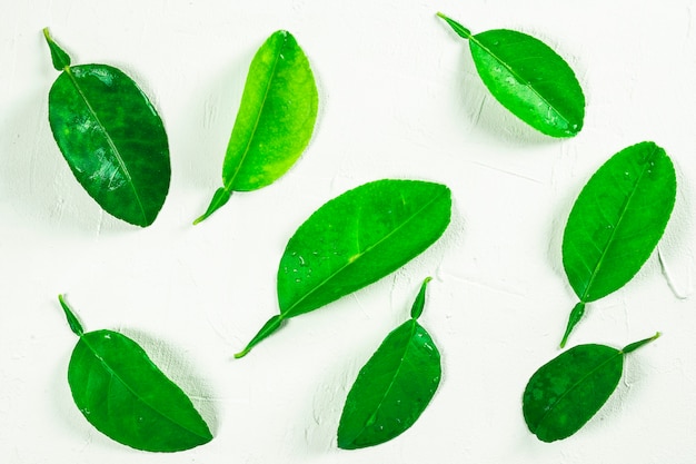 Lemon leaves on a white background - clipping path