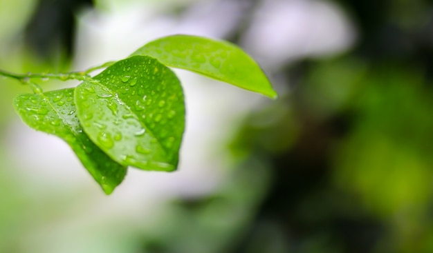 Lemon leaves with drop water on green background.