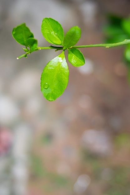 Foglie di limone con spazio libero per la trama