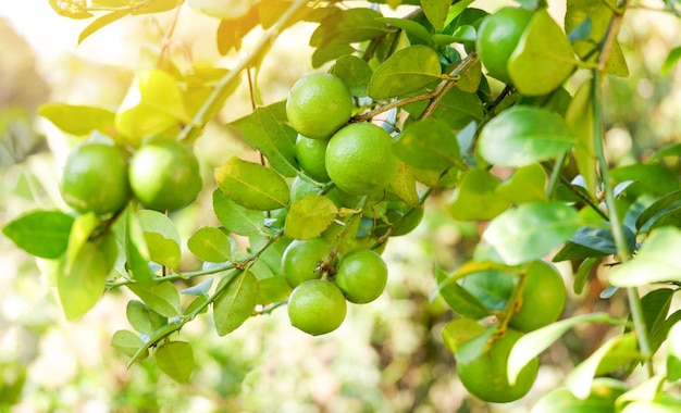 Lemon lime Green limes on a tree Fresh lime citrus fruit in the garden farm agricultural with nature green blur background at summer