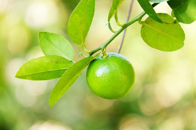 Lemon lime Green limes on a tree Fresh lime citrus fruit in the garden farm agricultural with nature green blur background at summer