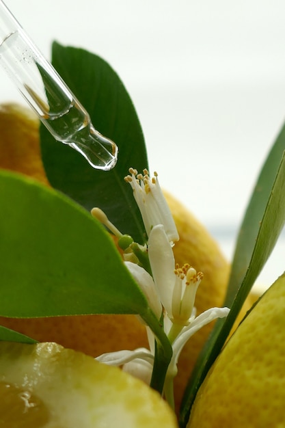Lemon  oil in a pipette and  lemons in a cut with leaves and flowers