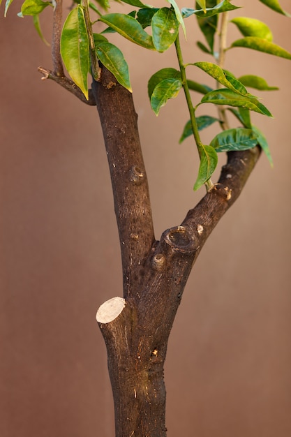 Lemon plant with cut branch.