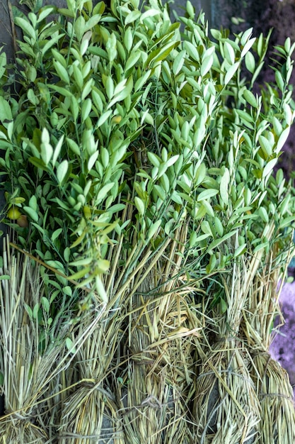 Lemon plants in a nursery