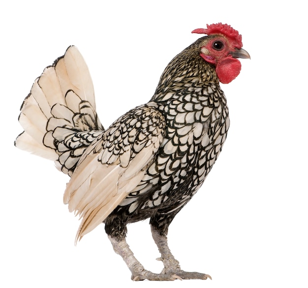 Lemon Sebright rooster, standing