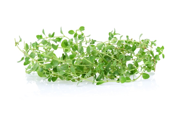 Lemon thyme isolated on white